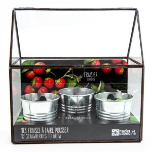 Kit de cultivo invernadero cristal fresas con 3 macetas metal