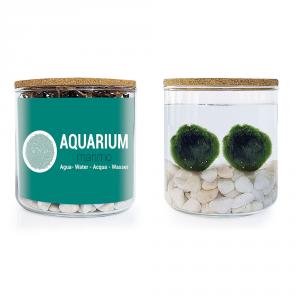Kit Aquarium musgo de agua marimo