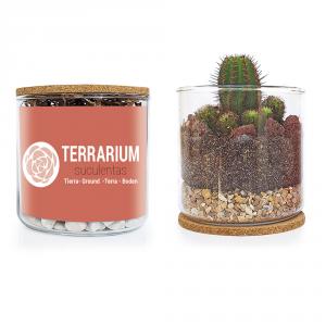Kit cultivo Terrarium plantas suculentas